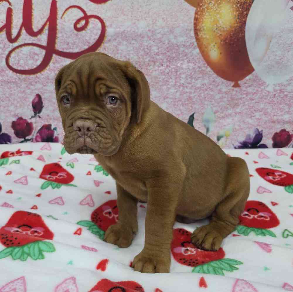 Male Dogue De Bordeaux Puppy for Sale in Virginia Beach, VA