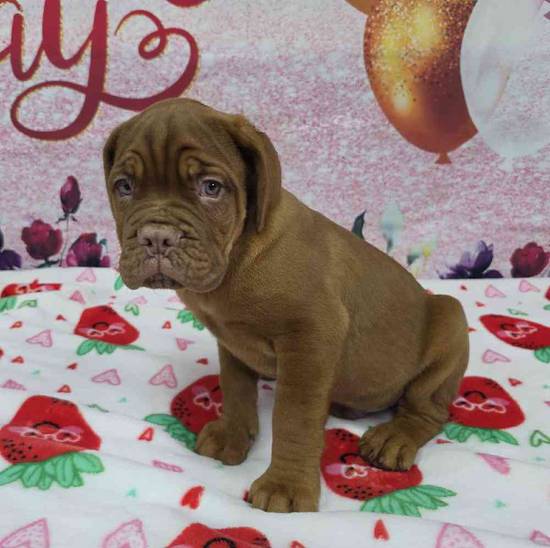 Dogue De Bordeaux