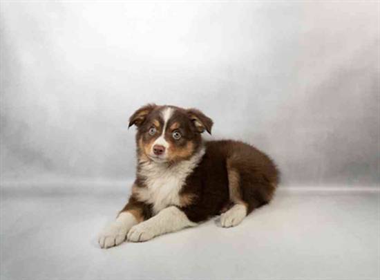 Toy Australian Shepherd 
