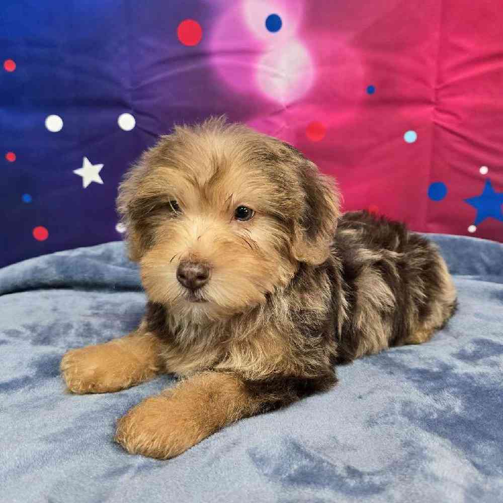 Male Yorkie-Poo Puppy for Sale in Virginia Beach, VA