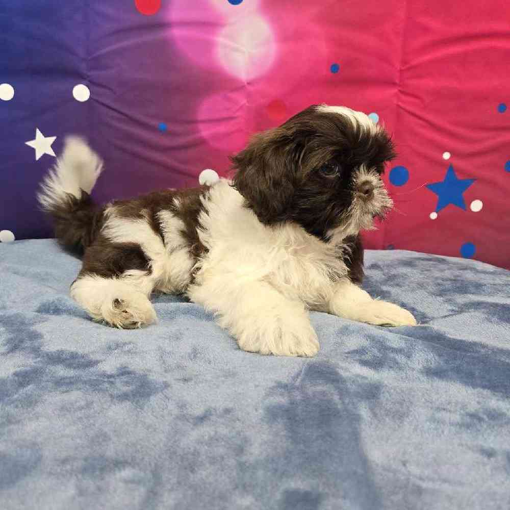 Male Shih Tzu Puppy for Sale in Virginia Beach, VA