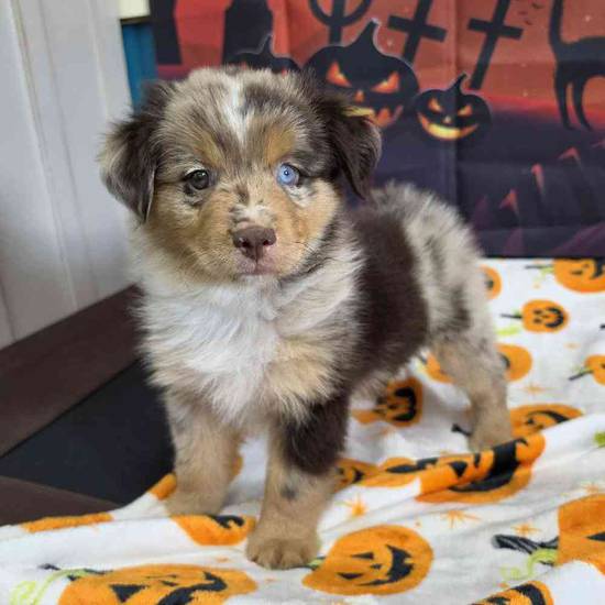Toy Australian Shepherd 