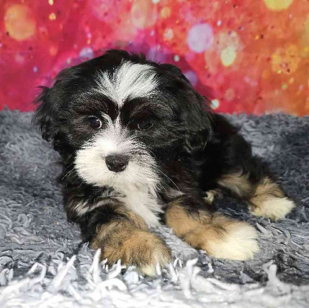 Male Lhasa Apso Puppy for Sale in Virginia Beach, VA