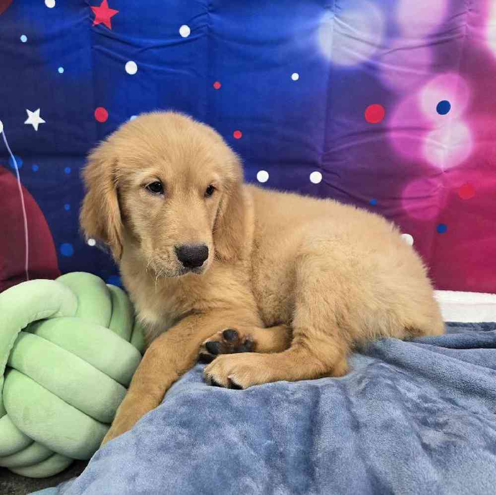 Male Golden Retriever Puppy for Sale in Virginia Beach, VA