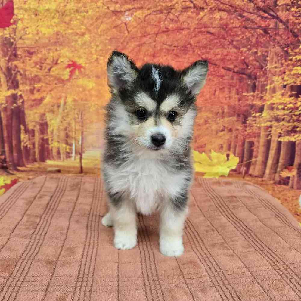Female Pomsky Puppy for Sale in Virginia Beach, VA