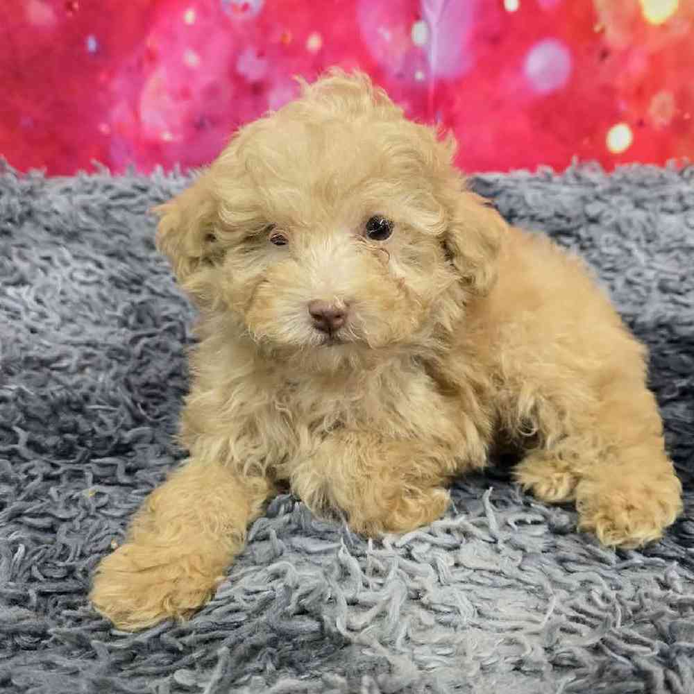 Male Mini Poodle Puppy for Sale in Virginia Beach, VA