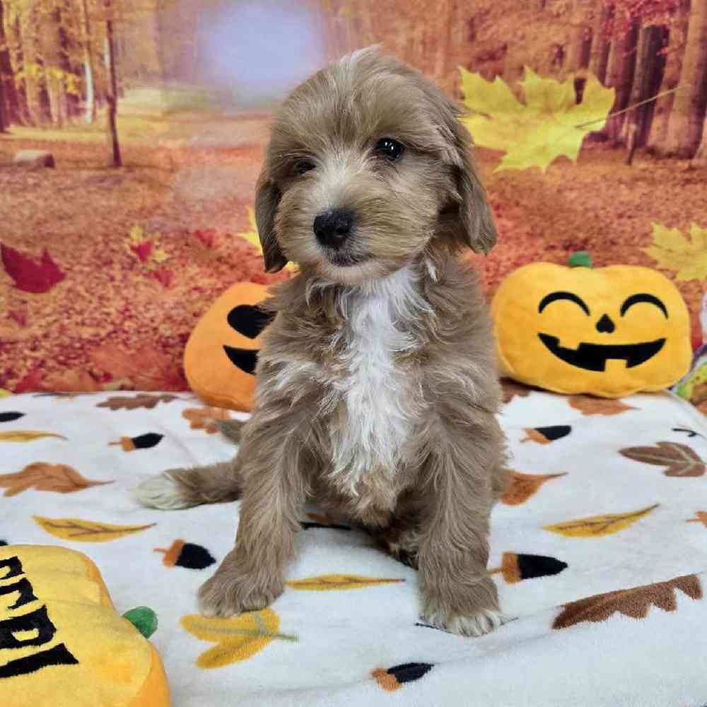 Female Mini Goldendoodle Puppy for Sale in Virginia Beach, VA