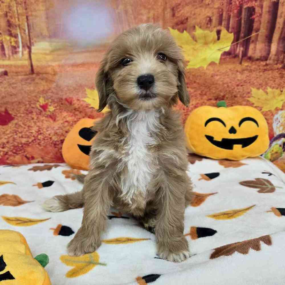 Female Mini Goldendoodle Puppy for Sale in Virginia Beach, VA