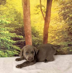 Labrador Retriever