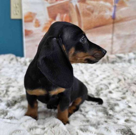 Dachshund
