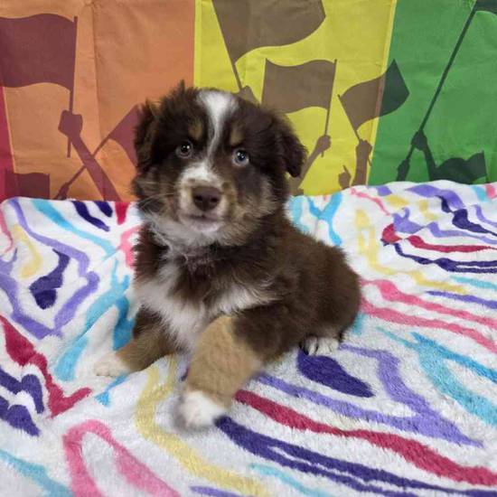 Australian Shepherd