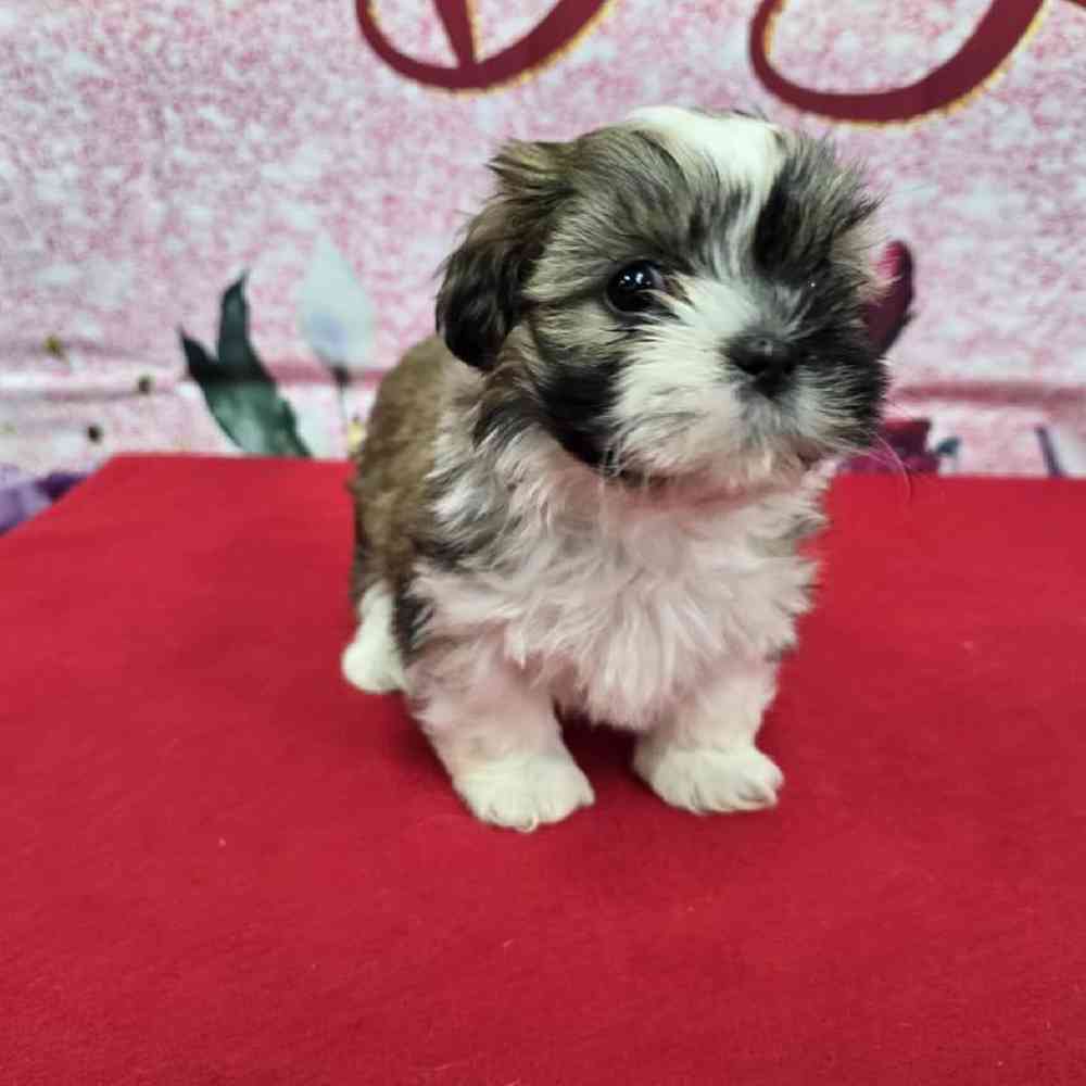 Female Shih Tzu Puppy for Sale in Virginia Beach, VA