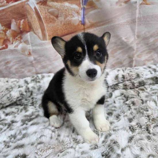 Pembroke Welsh Corgi