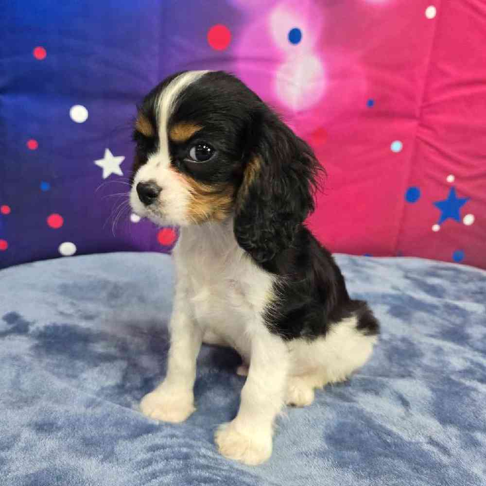 Male Cavalier King Charles Spaniel Puppy for Sale in Virginia Beach, VA