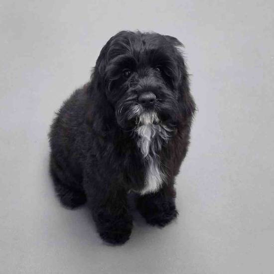 Cockapoo