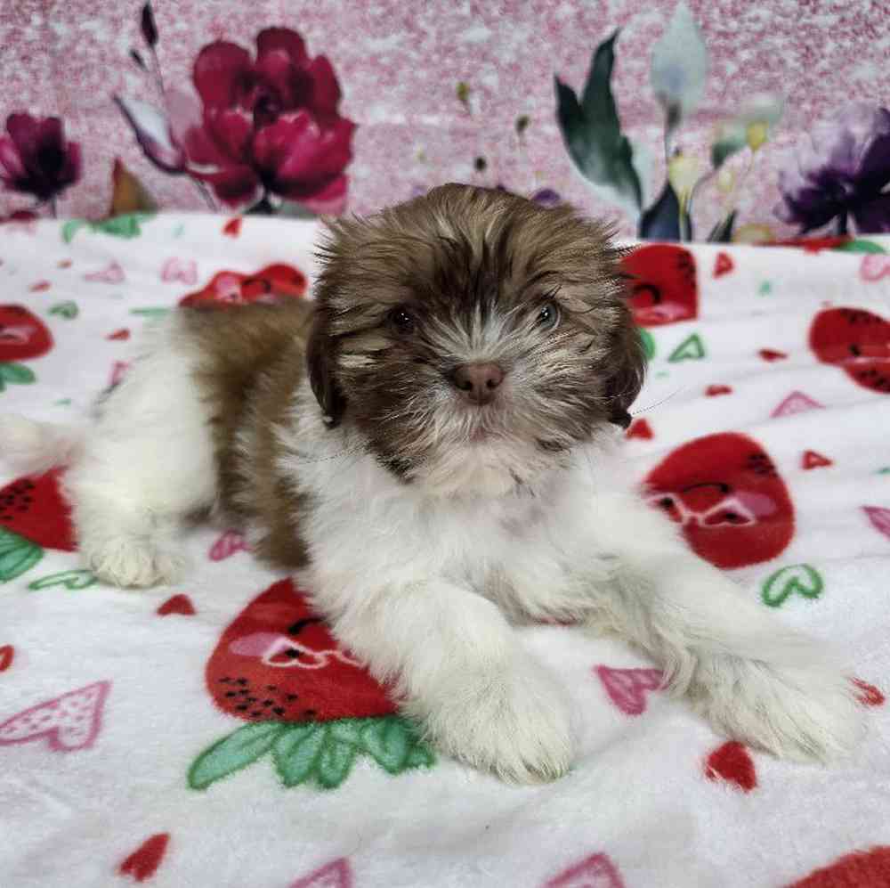 Female Shih Tzu Puppy for Sale in Virginia Beach, VA