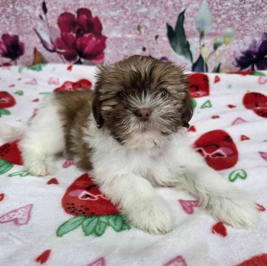 Shih Tzu