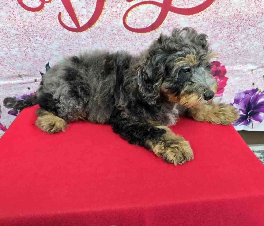 Male Mini Bernadoodle Puppy for Sale in Virginia Beach, VA