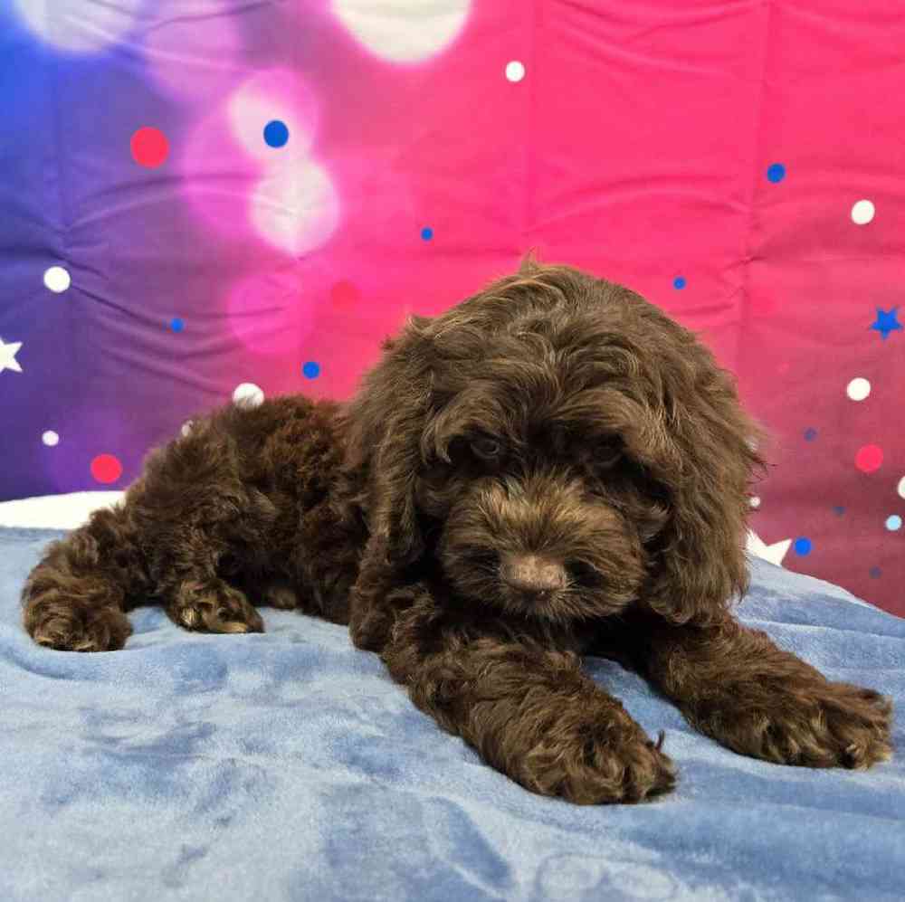 Male Cockapoo Puppy for Sale in Virginia Beach, VA