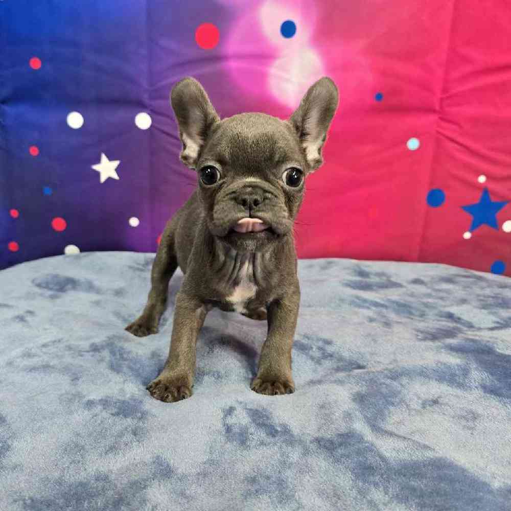 Female French Bulldog Puppy for Sale in Virginia Beach, VA