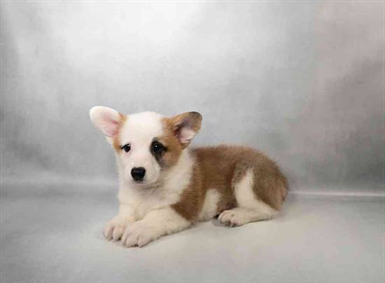 Pembroke Welsh Corgi