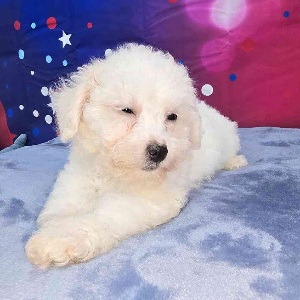 Male Bichon Puppy for Sale in Virginia Beach, VA