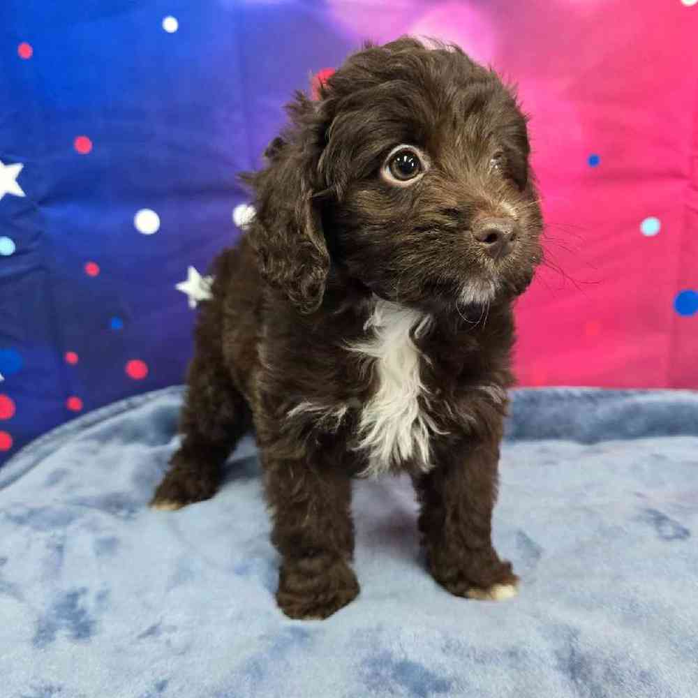 Female Mini Aussiedoodle Puppy for Sale in Virginia Beach, VA