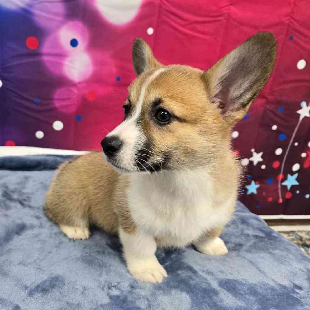 Female Pembroke Welsh Corgi Puppy for Sale in Virginia Beach, VA