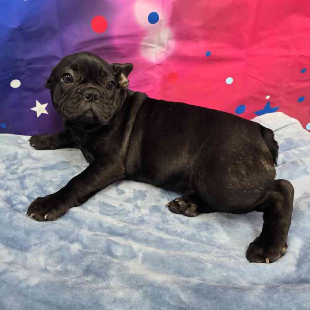 Female French Bulldog Puppy for Sale in Virginia Beach, VA