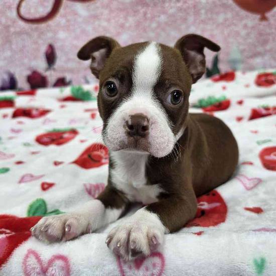 Boston Terrier