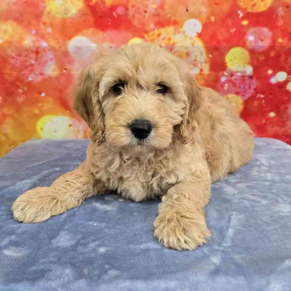 Male Moyen Poodle-Golden Retriever Puppy for Sale in Virginia Beach, VA