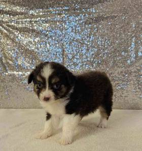 Mini Aussie