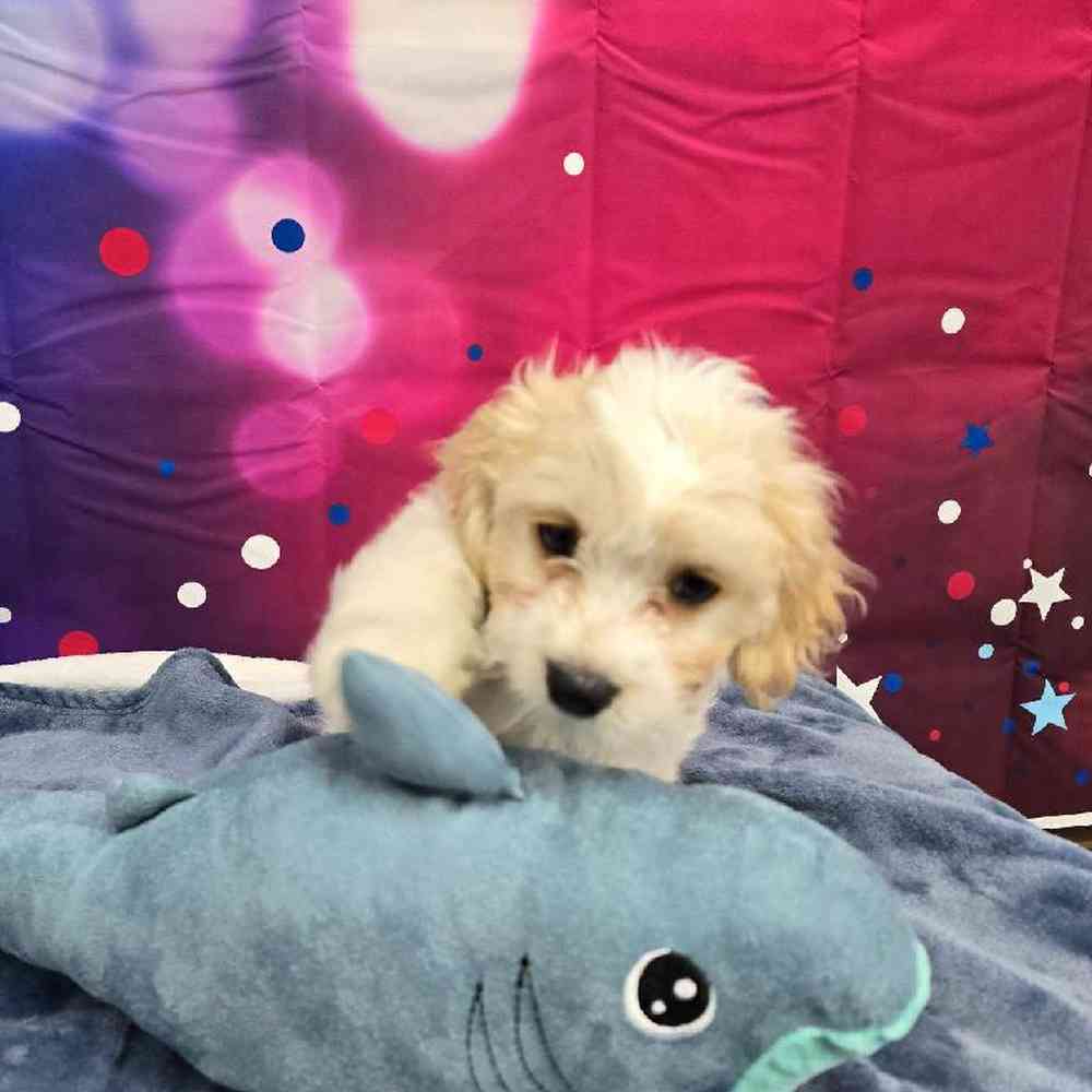 Female Cavachon Puppy for Sale in Virginia Beach, VA