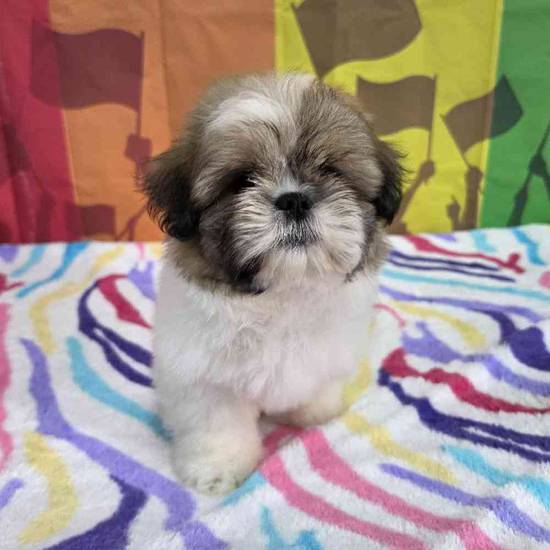 Shih Tzu