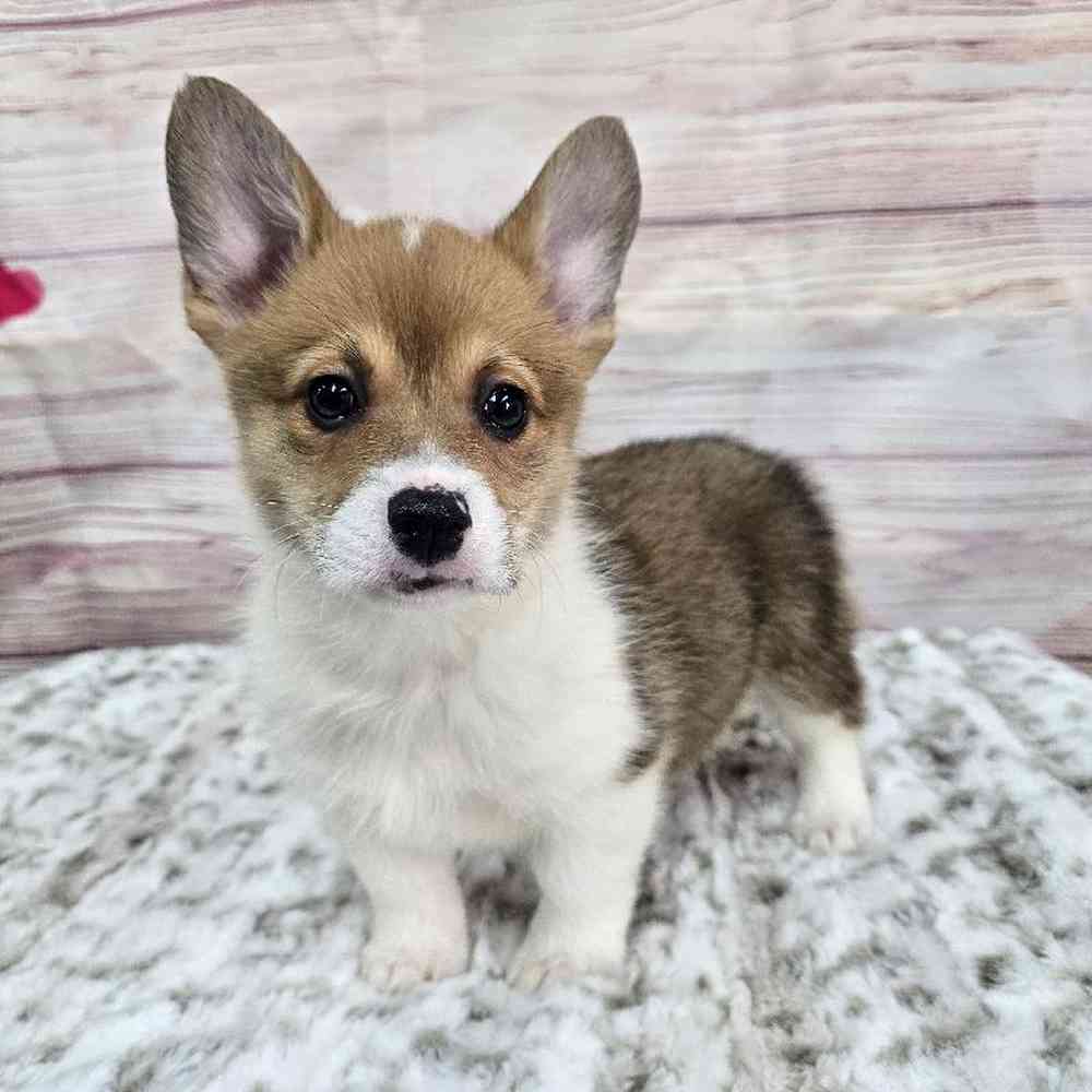 Female Pembroke Welsh Corgi Puppy for Sale in Virginia Beach, VA