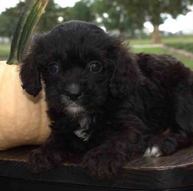 Cavapoo