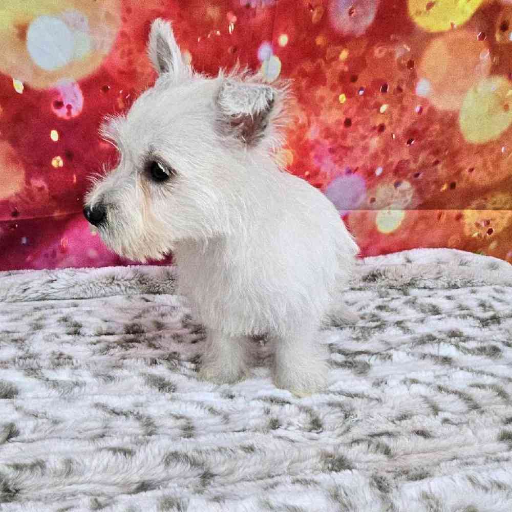 Female West Highland White Terrier Puppy for Sale in Virginia Beach, VA