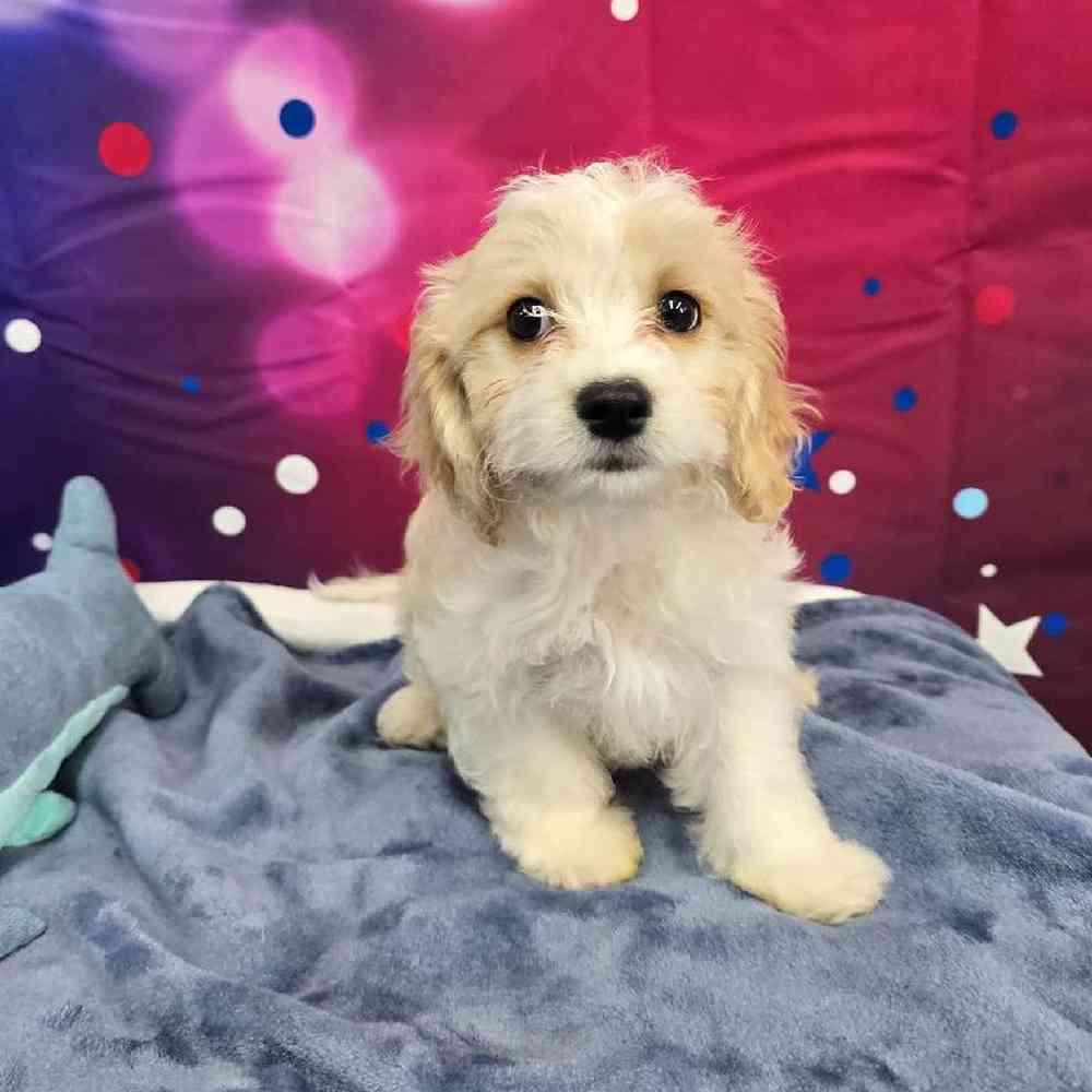 Female Cavachon Puppy for Sale in Virginia Beach, VA