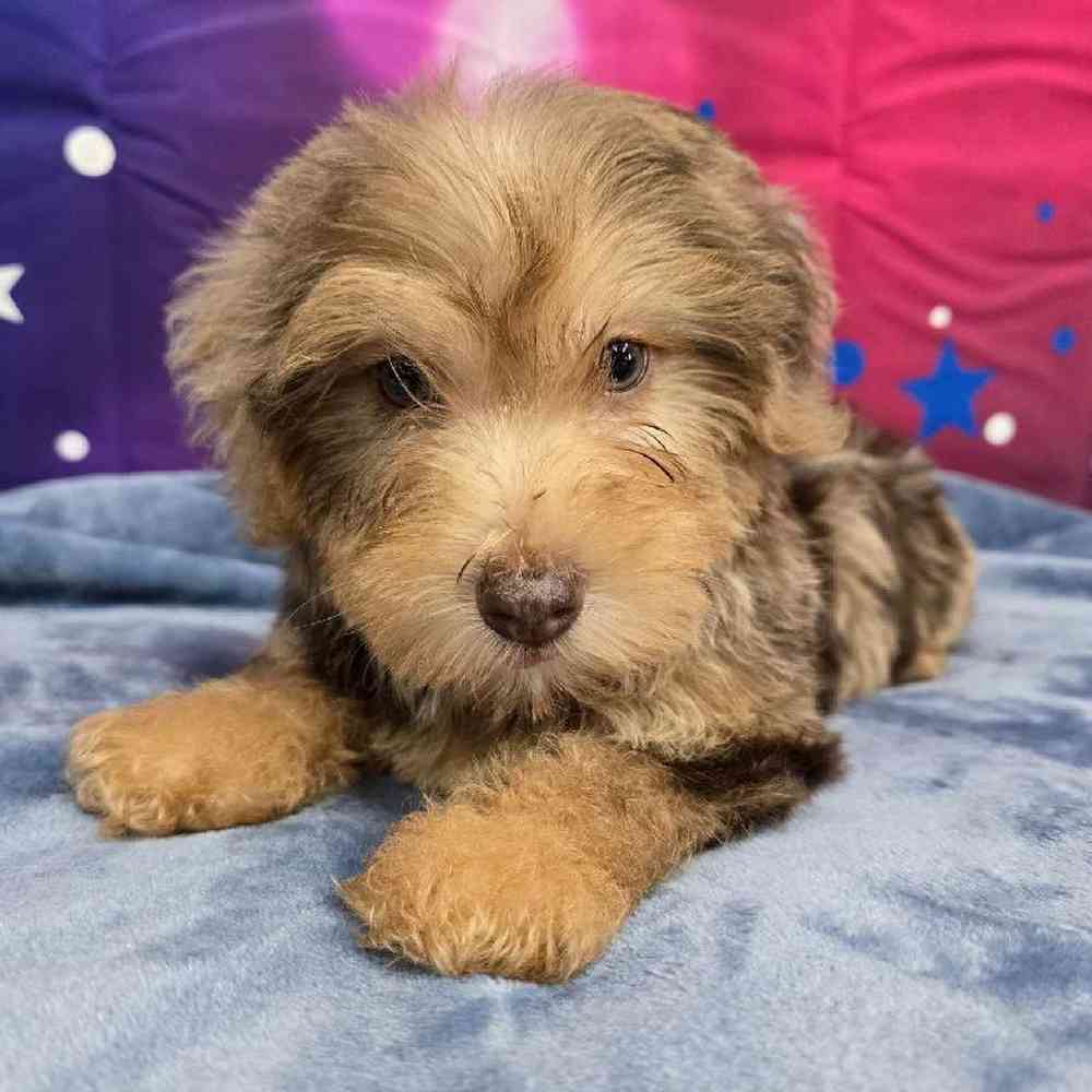 Male Yorkie-Poo Puppy for Sale in Virginia Beach, VA