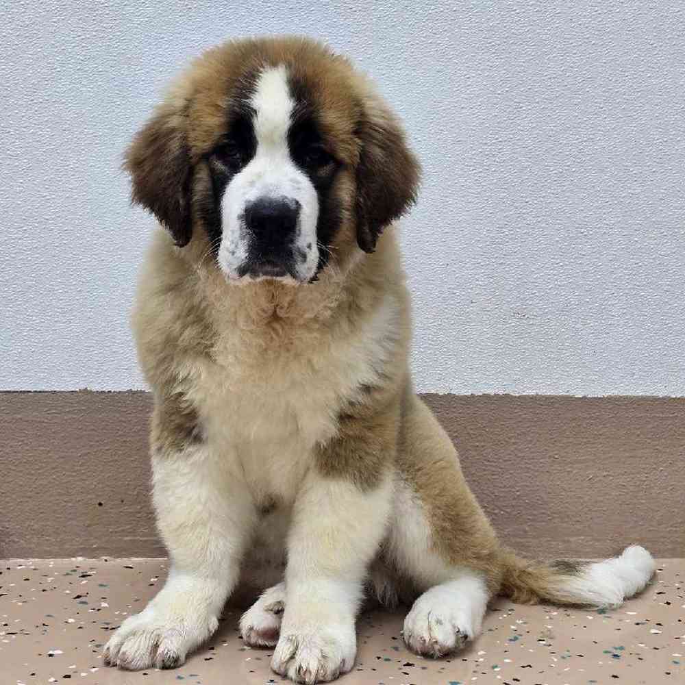 Male Saint Bernard Puppy for Sale in Virginia Beach, VA