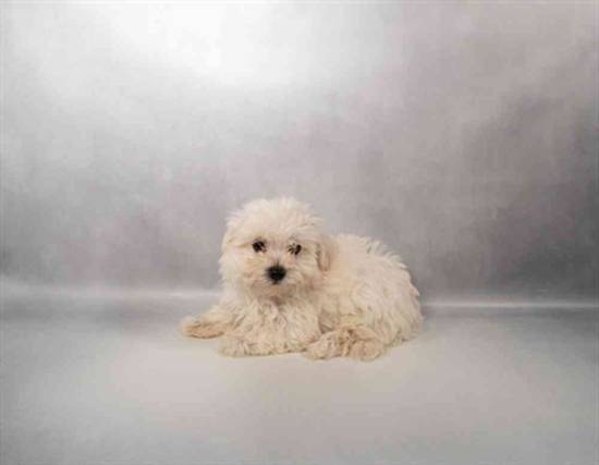 Maltese