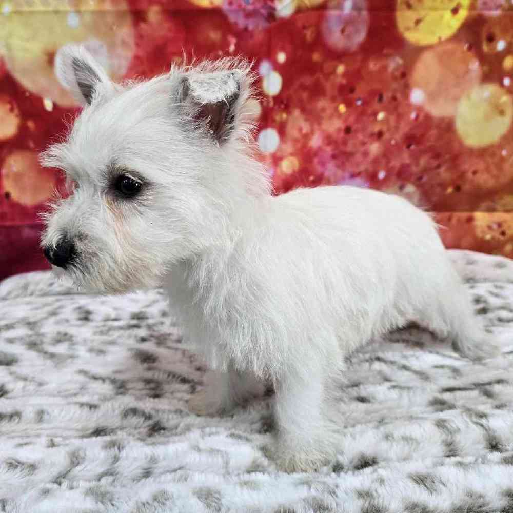 Female West Highland White Terrier Puppy for Sale in Virginia Beach, VA