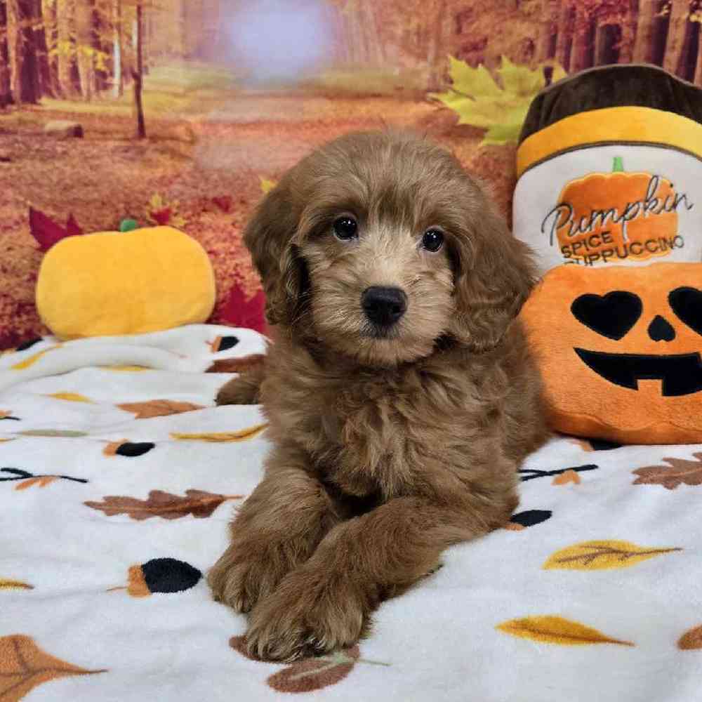 Male Mini Goldendoodle Puppy for Sale in Virginia Beach, VA