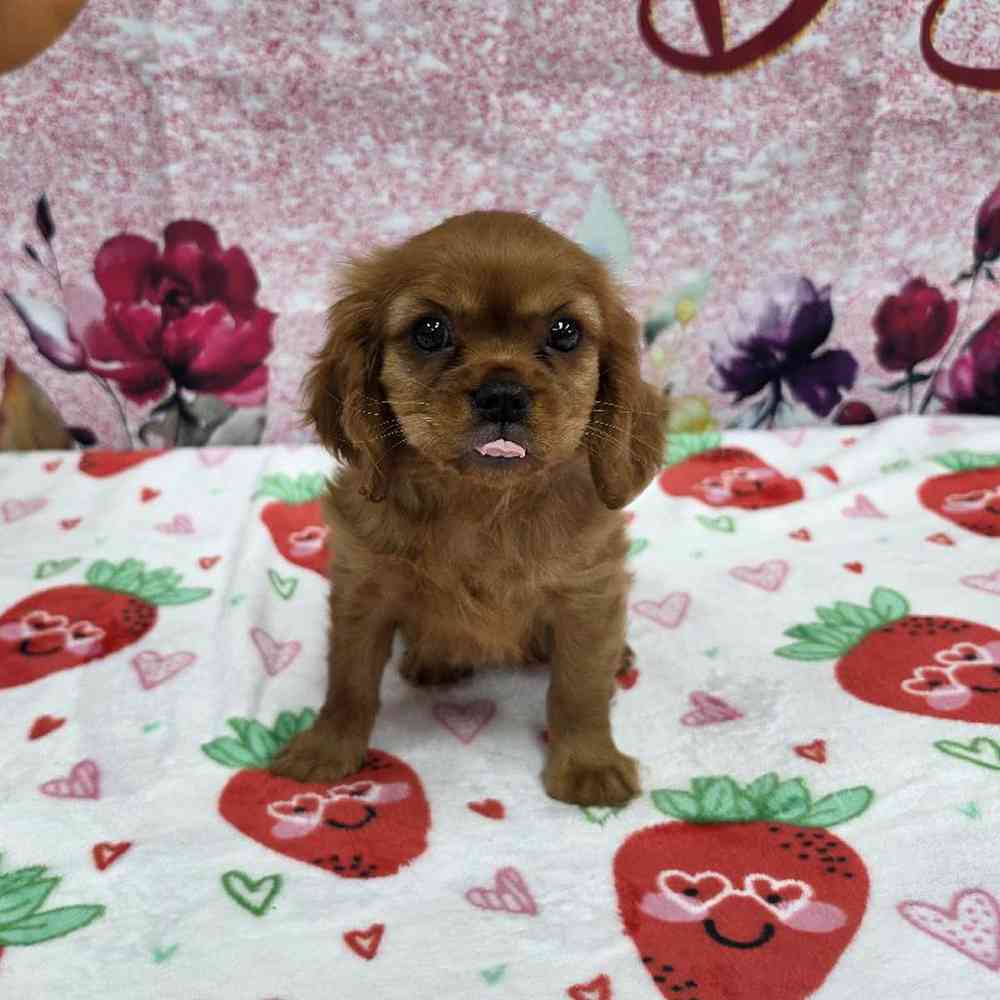 carousel pet images