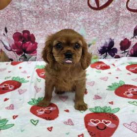 Cavalier King Charles Spaniel