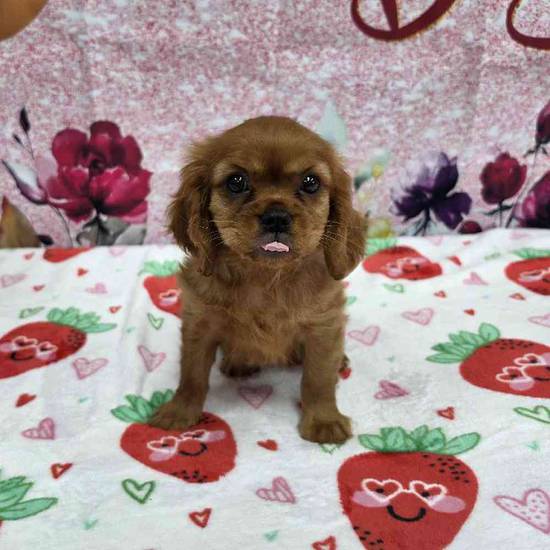 Cavalier King Charles Spaniel
