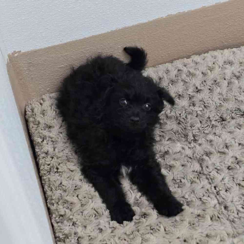 Male Pom-A-Poo Puppy for Sale in Virginia Beach, VA