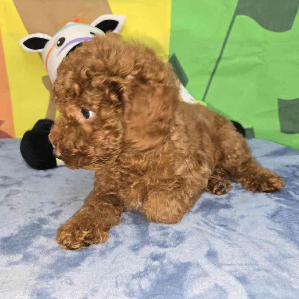 Male Poodle Puppy for Sale in Virginia Beach, VA