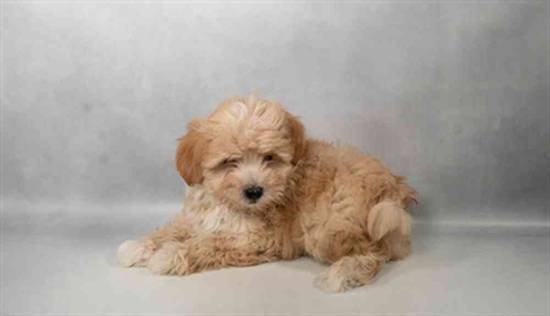 Maltipoo