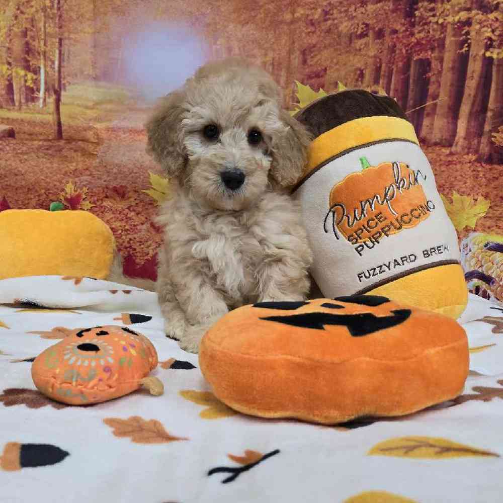 Male Mini Goldendoodle Puppy for Sale in Virginia Beach, VA